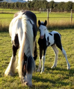 Mum with new foal